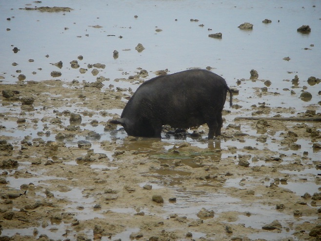 pigs